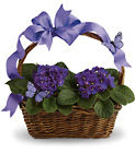 Violets And Butterflies from Flowers by Ramon of Lawton, OK